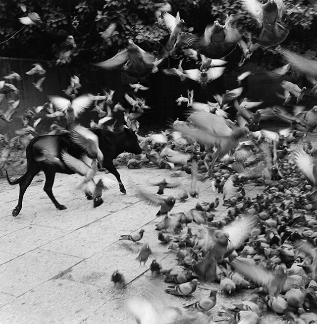 Jaipur - Graciela Iturbide, 1999